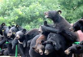 熊出未全集在线观看,欢乐童年,温馨回忆 第2张 熊出未全集在线观看,欢乐童年,温馨回忆 第2张